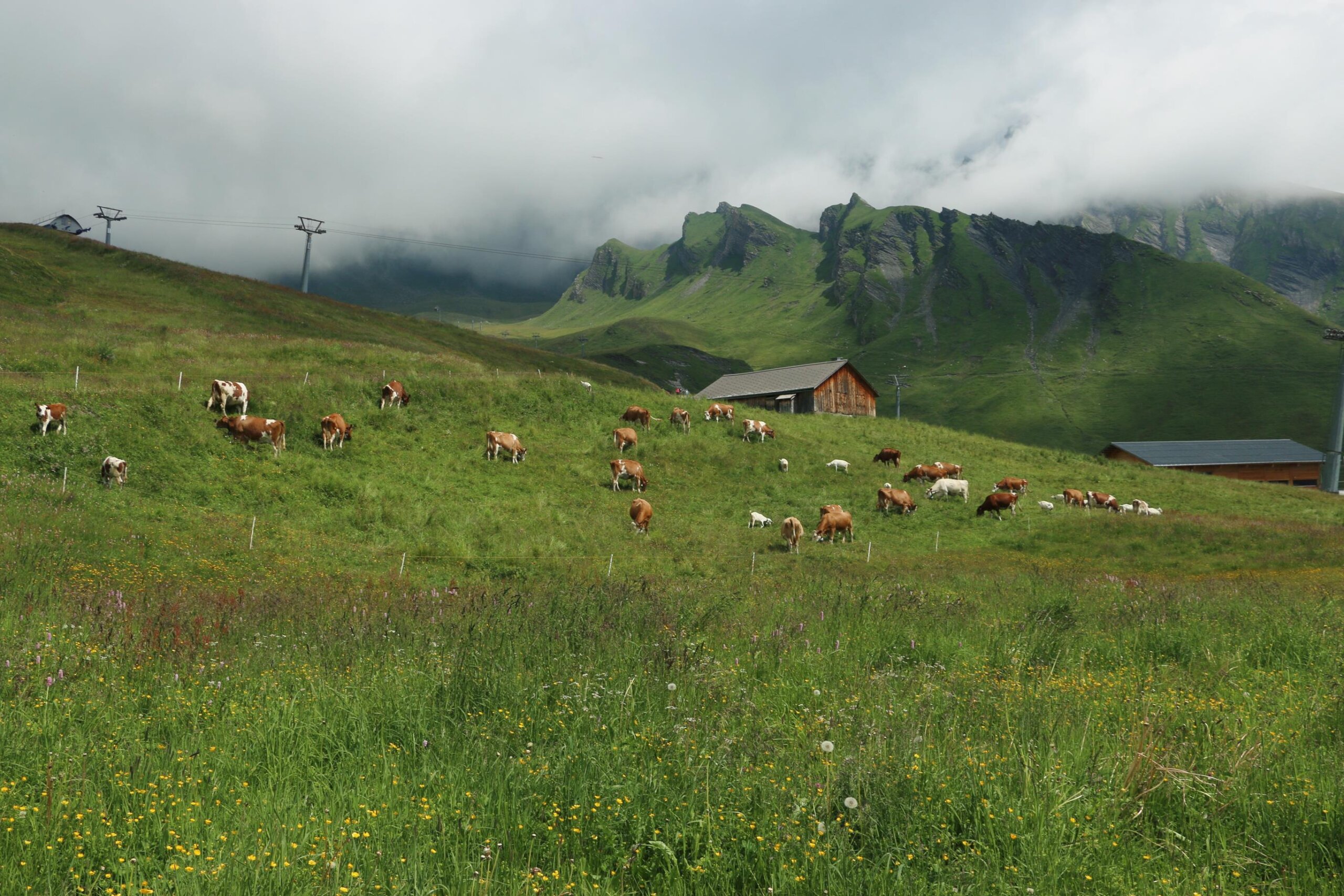 Fahrt bis Grindelwald First, Wandern Schreckfeld (Kart-Fahrt), Rückfahrt 13.7.2020